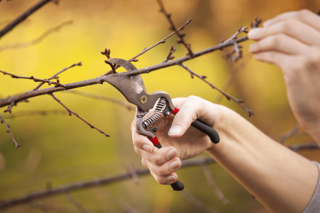 Trimming Trees in Winter