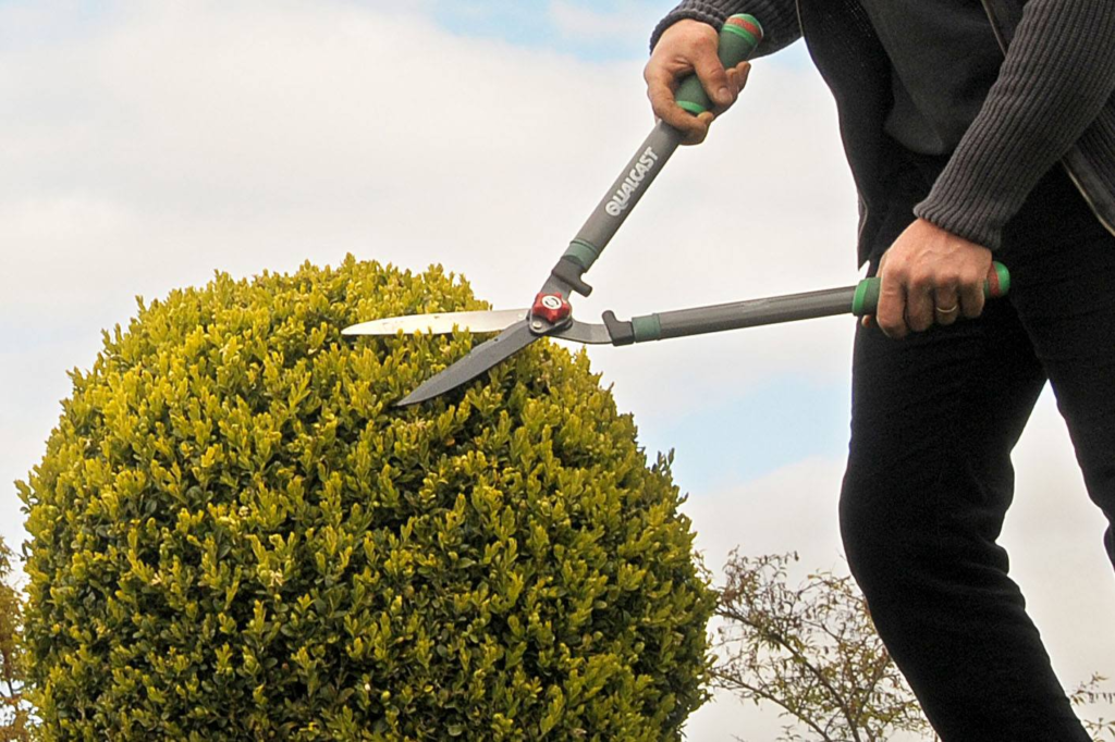 Trimming Trees in Winter