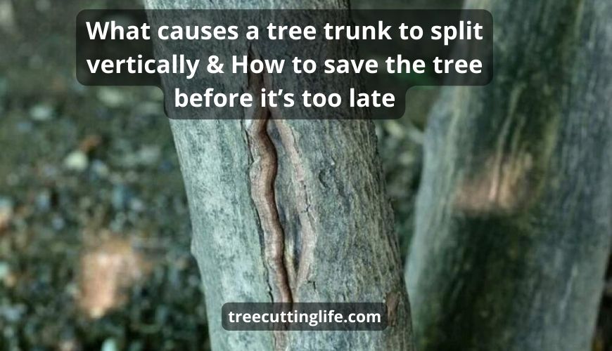 What Causes A Tree Trunk To Split Vertically 2 Ways To Help