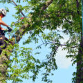 How to Become an Arborist: A Step-by-Step Guide to Pursuing a Career in Arboriculture