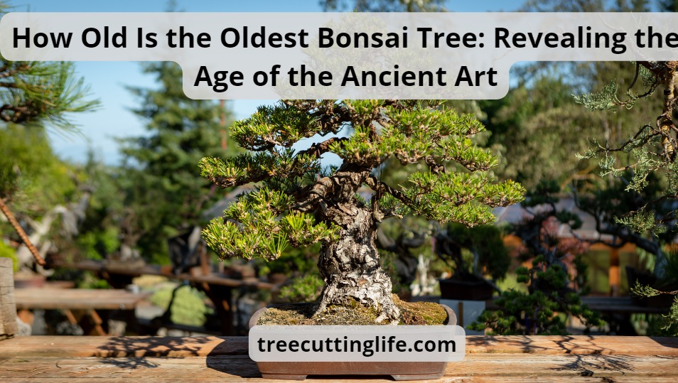 How Old Is The Oldest Bonsai Tree:9 Best Oldest Bonsai Trees